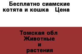 Бесплатно сиамские котята и кошка › Цена ­ 1 - Томская обл. Животные и растения » Кошки   
